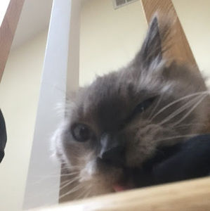Meet your Posher, Peyton